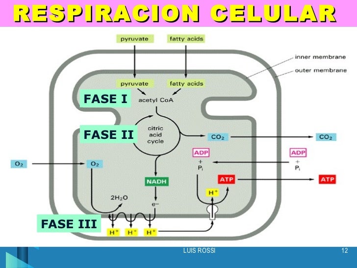 Resultado de imagen de RESPIRACION CELULAR