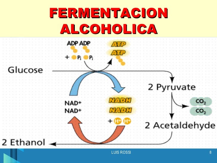 GLUCÓLISIS Y RESPIRACIÓN CELULAR