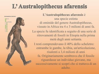 L’Australopithecus afarensis è
una specie estinta
di ominide del genere Australopithecus,
vissuto in Africa tra 4 e 3 milioni di anni fa.
La specie fu identificata a seguito di una serie di
ritrovamenti di fossili in Etiopia nella prima
metà degli anni settanta.
I resti comprendevano il 40% dello scheletro:
entrambe le gambe, la tibia, un'articolazione,
risalenti a 3,4 milioni di anni
fa. Originariamente sembrava che il fossile
riguardasse un individuo giovane, ma
successivamente si scoprì che si trattava di un
adulto.
 