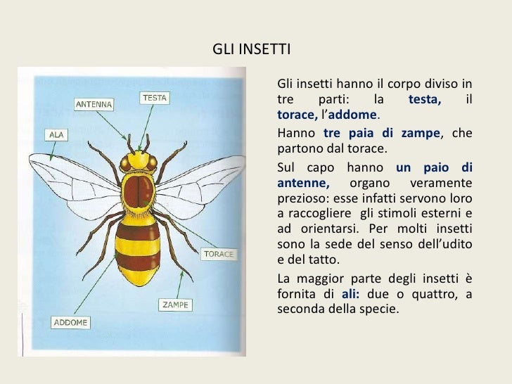 Gli insetti