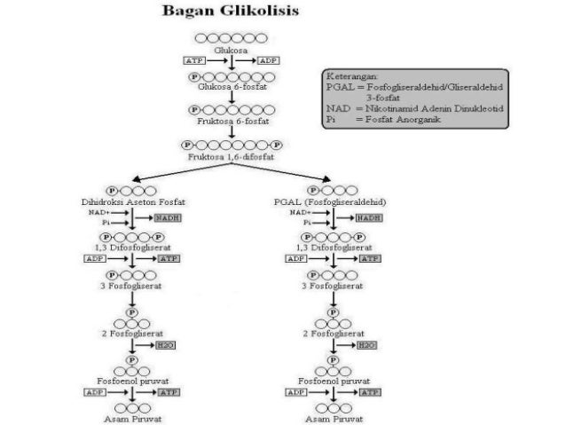 Image result for gambar GLIKOLISIS