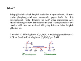 Tahap 7
Tahap glikolisis adalah langkah fosforilasi tingkat substrat, di mana
enzim phosphoglycerokinase mentransfer gugus fosfat dari 1,3-
bifosfogliserat. Fosfat ditransfer ke ADP untuk membentuk ATP.
Proses ini menghasilkan dua molekul molekul 3-fosfogliserat dan dua
molekul ATP. Ada dua molekul ATP yang disintesis dalam langkah
glikolisis ini.
2 molekul 1,3 bifosfogliserat (C3H4O4P2) + phosphoglycerokinase + 2
ADP → 2 molekul 3-fosfogliserat (C3H5O4P1) + 2 ATP
 