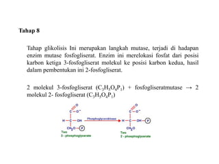 Tahap 8
Tahap glikolisis Ini merupakan langkah mutase, terjadi di hadapan
enzim mutase fosfogliserat. Enzim ini merelokasi fosfat dari posisi
karbon ketiga 3-fosfogliserat molekul ke posisi karbon kedua, hasil
dalam pembentukan ini 2-fosfogliserat.
2 molekul 3-fosfogliserat (C3H5O4P1) + fosfogliseratmutase → 2
molekul 2- fosfogliserat (C3H5O4P1)
 