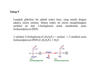 Tahap 9
Langkah glikolisis Ini adalah reaksi liase, yang terjadi dengan
adanya enzim enolase. Dalam reaksi ini enzim menghilangkan
molekul air dari 2-fosfogliserat untuk membentuk asam
fosfoenolpiruvat (PEP)
2 molekul 2-fosfogliserat (C3H5O4P1) + enolase → 2 molekul asam
fosfoenolpiruvat (PEP) (C3H3O3P1) + H2O
 