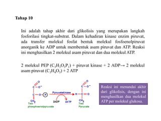Tahap 10
Ini adalah tahap akhir dari glikolisis yang merupakan langkah
fosforilasi tingkat-substrat. Dalam kehadiran kinase enzim piruvat,
ada transfer molekul fosfat bentuk molekul fosfoenolpiruvat
anorganik ke ADP untuk membentuk asam piruvat dan ATP. Reaksi
ini menghasilkan 2 molekul asam piruvat dan dua molekul ATP.
2 molekul PEP (C3H3O3P1) + piruvat kinase + 2 ADP→ 2 molekul
asam piruvat (C3H4O3) + 2 ATP
Reaksi ini menandai akhir
dari glikolisis, dengan ini
menghasilkan dua molekul
ATP per molekul glukosa.
 