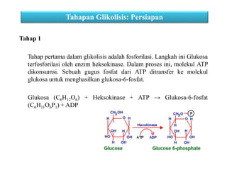 Tahap 1
Tahap pertama dalam glikolisis adalah fosforilasi. Langkah ini Glukosa
terfosforilasi oleh enzim heksokinase. Dalam proses ini, molekul ATP
dikonsumsi. Sebuah gugus fosfat dari ATP ditransfer ke molekul
glukosa untuk menghasilkan glukosa-6-fosfat.
Glukosa (C6H12O6) + Heksokinase + ATP → Glukosa-6-fosfat
(C6H11O6P1) + ADP
Tahapan Glikolisis: Persiapan
 