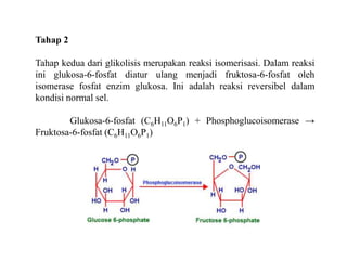 Tahap 2
Tahap kedua dari glikolisis merupakan reaksi isomerisasi. Dalam reaksi
ini glukosa-6-fosfat diatur ulang menjadi fruktosa-6-fosfat oleh
isomerase fosfat enzim glukosa. Ini adalah reaksi reversibel dalam
kondisi normal sel.
Glukosa-6-fosfat (C6H11O6P1) + Phosphoglucoisomerase →
Fruktosa-6-fosfat (C6H11O6P1)
 