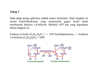 Tahap 3
Pada tahap ketiga glikolisis adalah reaksi fosforilasi. Pada langkah ini
enzim fosfofruktokinase yang mentransfer gugus fosfat untuk
membentuk fruktosa 1,6-bifosfat. Molekul ATP lain yang digunakan
dalam langkah ini.
Fruktosa 6-fosfat (C6H11O6P1) + + ATP fosfofruktokinase → Fruktosa
1,6-bifosfat (C6H10O6P2) + ADP
 