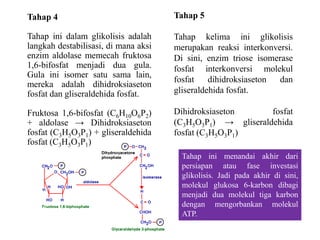 Tahap 4
Tahap ini dalam glikolisis adalah
langkah destabilisasi, di mana aksi
enzim aldolase memecah fruktosa
1,6-bifosfat menjadi dua gula.
Gula ini isomer satu sama lain,
mereka adalah dihidroksiaseton
fosfat dan gliseraldehida fosfat.
Fruktosa 1,6-bifosfat (C6H10O6P2)
+ aldolase → Dihidroksiaseton
fosfat (C3H5O3P1) + gliseraldehida
fosfat (C3H5O3P1)
Tahap 5
Tahap kelima ini glikolisis
merupakan reaksi interkonversi.
Di sini, enzim triose isomerase
fosfat interkonversi molekul
fosfat dihidroksiaseton dan
gliseraldehida fosfat.
Dihidroksiaseton fosfat
(C3H5O3P1) → gliseraldehida
fosfat (C3H5O3P1)
Tahap ini menandai akhir dari
persiapan atau fase investasi
glikolisis. Jadi pada akhir di sini,
molekul glukosa 6-karbon dibagi
menjadi dua molekul tiga karbon
dengan mengorbankan molekul
ATP.
 