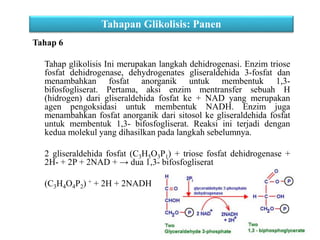 Tahap 6
Tahap glikolisis Ini merupakan langkah dehidrogenasi. Enzim triose
fosfat dehidrogenase, dehydrogenates gliseraldehida 3-fosfat dan
menambahkan fosfat anorganik untuk membentuk 1,3-
bifosfogliserat. Pertama, aksi enzim mentransfer sebuah H
(hidrogen) dari gliseraldehida fosfat ke + NAD yang merupakan
agen pengoksidasi untuk membentuk NADH. Enzim juga
menambahkan fosfat anorganik dari sitosol ke gliseraldehida fosfat
untuk membentuk 1,3- bifosfogliserat. Reaksi ini terjadi dengan
kedua molekul yang dihasilkan pada langkah sebelumnya.
2 gliseraldehida fosfat (C3H5O3P1) + triose fosfat dehidrogenase +
2H- + 2P + 2NAD + → dua 1,3- bifosfogliserat
(C3H4O4P2) + + 2H + 2NADH
Tahapan Glikolisis: Panen
 