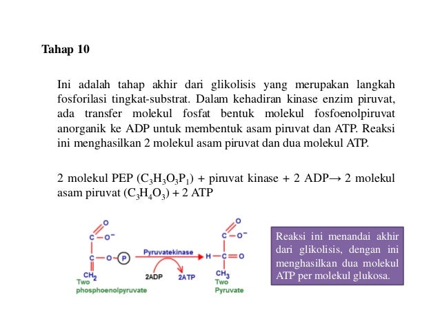 Respirasi Aerob Glikolisis