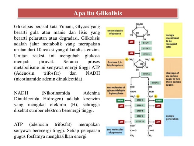 Respirasi Aerob Glikolisis Respirasi Aerob Glikolisis