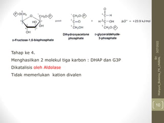 Tahap ke 4.
Menghasilkan 2 molekul tiga karbon : DHAP dan G3P
Dikatalisis oleh Aldolase
Tidak memerlukan kation divalen
3/27/2022
Sri
Wahyuni_Biokimia_FK_UNIMAL
10
 