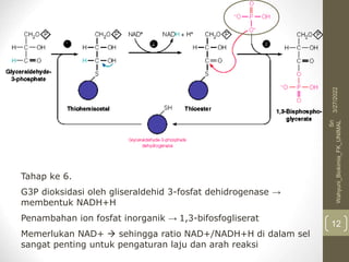 Tahap ke 6.
G3P dioksidasi oleh gliseraldehid 3-fosfat dehidrogenase →
membentuk NADH+H
Penambahan ion fosfat inorganik → 1,3-bifosfogliserat
Memerlukan NAD+  sehingga ratio NAD+/NADH+H di dalam sel
sangat penting untuk pengaturan laju dan arah reaksi
3/27/2022
Sri
Wahyuni_Biokimia_FK_UNIMAL
12
 