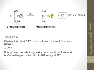 Tahap ke 9.
Eliminasi air dari 2-PG → ester fosfat dari enol form dari
piruvat
→ PEP
Energi bebas tersebut digunakan utk reaksi berikutnya 
fosforilasi tingkat substrat utk ADP menjadi ATP
3/27/2022
Sri
Wahyuni_Biokimia_FK_UNIMAL
15
 
