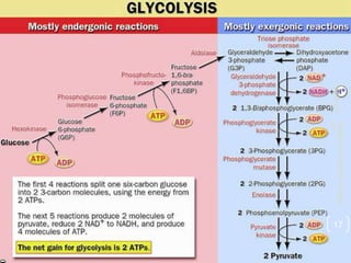 3/27/2022
Sri
Wahyuni_Biokimia_FK_UNIMAL
17
 