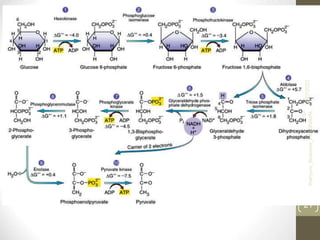 3/27/2022
Sri
Wahyuni_Biokimia_FK_UNIMAL
21
 