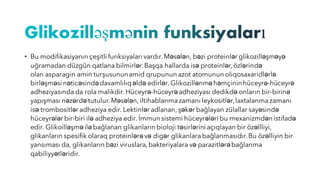 • Bu modifikasiyanın çeşitli funksiyaları vardır.Məsələn, bəzi proteinlər glikozilləşməyə
uğramadan düzgün qatlana bilmirlər.Başqa hallarda isə proteinlər,özlərində
olan asparagin amin turşusununamid qrupunun azot atomunun oliqosaxaridlərlə
birləşməsi nəticəsindədavamlılıqəldə edirlər. Glikozillənməhəmçininhüceyrə-hüceyrə
adheziyasında da rola malikdir.Hüceyrə-hüceyrəadheziyası dedikdə onların bir-birinə
yapışması nəzərdə tutulur.Məsələn,iltihablanmazamanı leykositlər,laxtalanma zamanı
isə trombositlər adheziya edir. Lektinlər adlanan, şəkər bağlayan zülallar sayəsində
hüceyrələr bir-biri ilə adheziya edir. İmmun sistemi hüceyrələri bu mexanizmdən istifadə
edir. Glikoilləşməilə bağlanan glikanların bioloji təsirlərini açıqlayan bir özəllliyi,
glikanların spesifik olaraq proteinlərəvə digər glikanlarabağlanmasıdır.Bu özəlliyin bir
yansıması da, glikanların bəzi viruslara,bakteriyalara və parazitlərəbağlanma
qabiliyyətləridir.
 