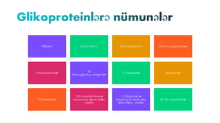 1)Mutsin 2) Transferrin 3) Seruloplazmin 4) İmmunoglobulinlər
5) Anticisimciklər
6)
Histouyğunluq antigenləri
7) Selektinlər 8) Lektinlər
9) Kalretikulin
10) Hüceyrə-hüceyrə
tanınmasını təmin edən
zülallar
11) Böyümə və
inkişaf üçün lazım olan
tənzimləyici zülallar
12) Bir çox enzimlər
 