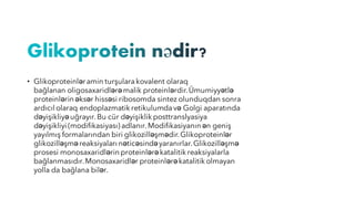 • Glikoproteinləramin turşularakovalent olaraq
bağlanan oligosaxaridlərəmalik proteinlərdir.Ümumiyyətlə
proteinlərin əksər hissəsi ribosomda sintez olunduqdan sonra
ardıcıl olaraq endoplazmatik retikulumdavə Golgi aparatında
dəyişikliyəuğrayır.Bu cür dəyişiklik posttranslyasiya
dəyişikliyi (modifikasiyası) adlanır.Modifikasiyanın ən geniş
yayılmış formalarından biri glikozilləşmədir.Glikoproteinlər
glikozilləşməreaksiyaları nəticəsindəyaranırlar.Glikozilləşmə
prosesi monosaxaridlərin proteinlərəkatalitik reaksiyalarla
bağlanmasıdır.Monosaxaridlər proteinlərəkatalitik olmayan
yolla da bağlana bilər.
 