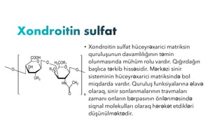 • Xondroitin sulfat hüceyrəxarici matriksin
quruluşunun davamlılığının təmin
olunmasında mühüm rolu vardır. Qığırdağın
başlıca tərkib hissəsidir. Mərkəzi sinir
sisteminin hüceyrəxarici matriksində bol
miqdarda vardır. Quruluş funksiyalarına əlavə
olaraq, sinir sonlanmalarının travmaları
zamanı onların bərpasının önlənməsində
siqnal molekulları olaraq hərəkət etdikləri
düşünülməktədir.
 