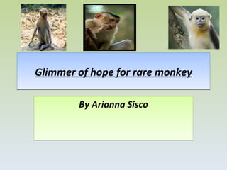 Glimmer of hope for rare monkey By Arianna Sisco 