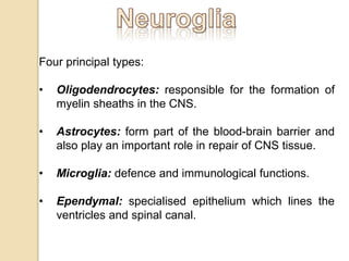 Four principal types:
• Oligodendrocytes: responsible for the formation of
myelin sheaths in the CNS.
• Astrocytes: form part of the blood-brain barrier and
also play an important role in repair of CNS tissue.
• Microglia: defence and immunological functions.
• Ependymal: specialised epithelium which lines the
ventricles and spinal canal.
 