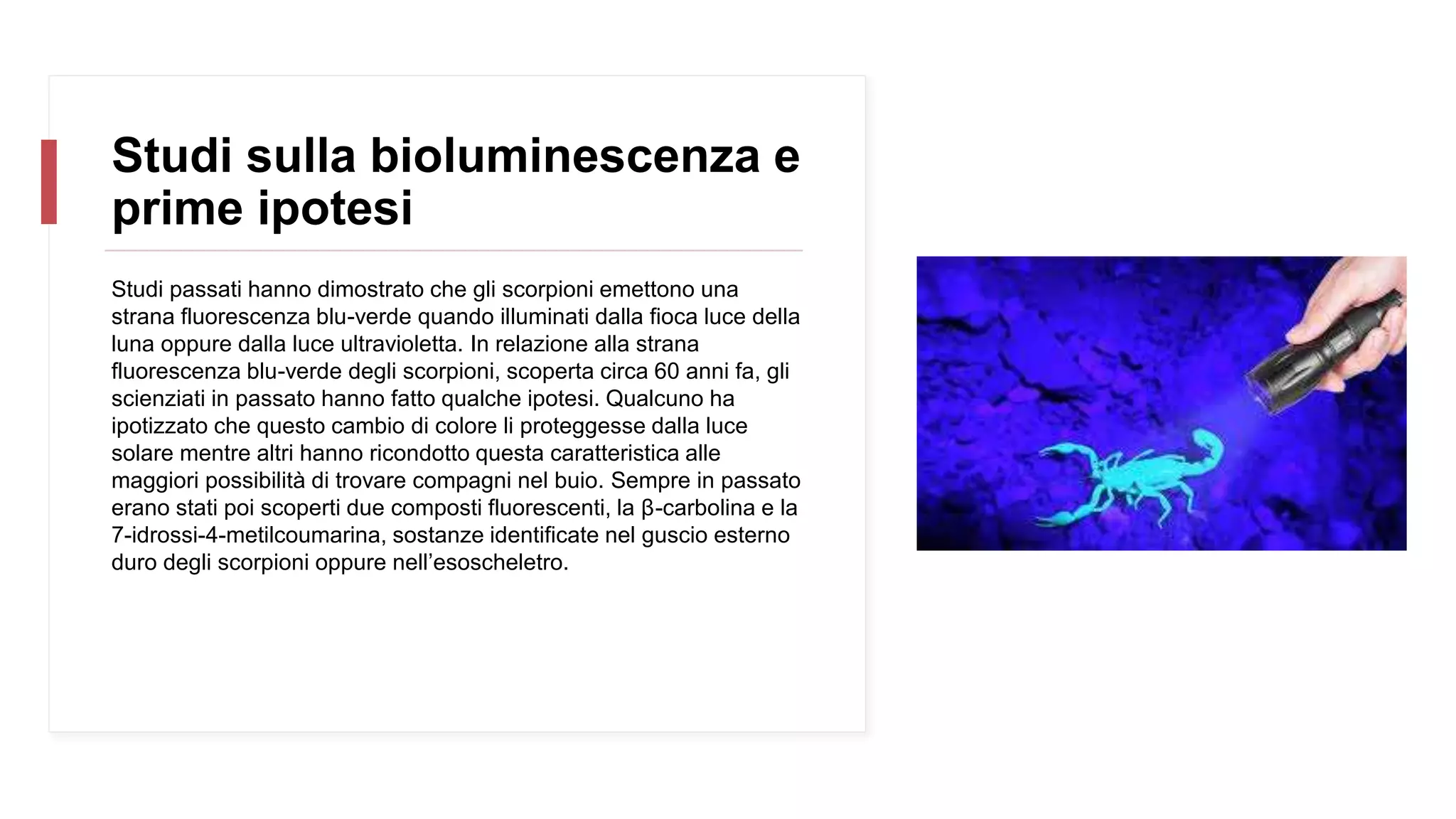 Portachiavi con vero scorpione, autentico scorpione in