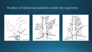 Position of Glissonian pedicles inside the segments
 