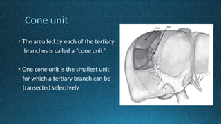 Cone unit
• The area fed by each of the tertiary
branches is called a “cone unit”
• One cone unit is the smallest unit
for which a tertiary branch can be
transected selectively
 