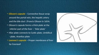 • Glisson’s capsule – Connective tissue wrap
around the portal vein, the hepatic artery
and the bile duct (Francis Glisson in 1654)
• Glisson’s capsule forms a thick plate at the
inferior part of the liver – ‘hilar plate’
• Hilar plate connects to Cystic plate, Umbilical
- plate, Arantius plate
• Laennec’s capsule – Proper membrane of liver
by Counaud
 