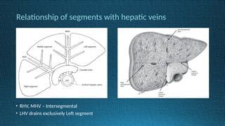 • RHV, MHV – Intersegmental
• LHV drains exclusively Left segment
Relationship of segments with hepatic veins
 