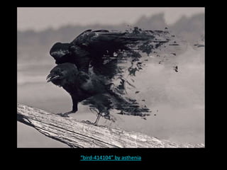 “bird-414104” by asthenia
 