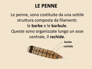 Le penne, sono costituite da una sottile
struttura composta da filamenti:
le barbe e le barbule.
Queste sono organizzate lungo un asse
centrale, il rachide.
LE PENNE
barbe
rachide
 