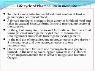 Life cycle of Plasmodium in mosquito
 To infect a mosquito, human blood must contain at least 12
gametocytes per mm3
of blood.
 A female anopheles mosquito bites a carrier for blood meal and
takes up asexual & sexual forms (micro & macrogametocyte) of
the parasite.
 In the gut of mosquito, the asexual forms die out but the sexual
forms (micro & macrogametocyte) mature to form male
(microgamete) and female (macrogametocyte) gametes.
 In the mid gut of mosquito, one microgametocyte give rise to 5-
8 microgametes and one macrogametocyte to one
macrogamete.
 One microgamete fertilizes one macrogamete and zygote is
formed. In the next 24 hours, zygote converts into Öokinete
which migrates outside the mucosa of midgut and becomes
Öocyst .
11
 