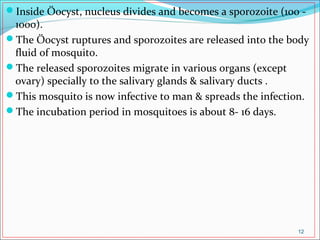 Inside Öocyst, nucleus divides and becomes a sporozoite (100 -
1000).
The Öocyst ruptures and sporozoites are released into the body
fluid of mosquito.
The released sporozoites migrate in various organs (except
ovary) specially to the salivary glands & salivary ducts .
This mosquito is now infective to man & spreads the infection.
The incubation period in mosquitoes is about 8- 16 days.
12
 