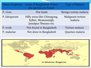 2
Name of species Areas of Bangladesh Where
the species are found
Type of Malaria
P. vivax Flat lands Benign tertian malaria
P. falciparum Hilly areas like Chittagong,
Sylhet, Mymensingh,
Jamalpur Sherpur etc.
Malignant tertian
malaria
P. ovale Not found in Bangladesh Tertian malaria
P. malariae Not done in Bangladesh Quartan malaria
 