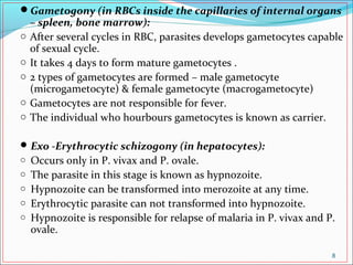 Gametogony (in RBCs inside the capillaries of internal organs
– spleen, bone marrow):
o After several cycles in RBC, parasites develops gametocytes capable
of sexual cycle.
o It takes 4 days to form mature gametocytes .
o 2 types of gametocytes are formed – male gametocyte
(microgametocyte) & female gametocyte (macrogametocyte)
o Gametocytes are not responsible for fever.
o The individual who hourbours gametocytes is known as carrier.
Exo -Erythrocytic schizogony (in hepatocytes):
o Occurs only in P. vivax and P. ovale.
o The parasite in this stage is known as hypnozoite.
o Hypnozoite can be transformed into merozoite at any time.
o Erythrocytic parasite can not transformed into hypnozoite.
o Hypnozoite is responsible for relapse of malaria in P. vivax and P.
ovale.
8
 