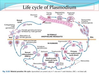 Life cycle of Plasmodium
9
 