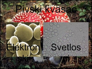 Gljive i lišajevi