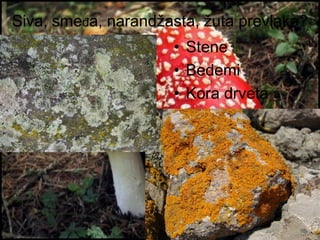 Gljive i lišajevi