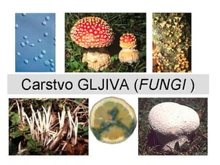 Gljive Regnum: Fungi 