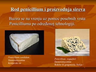 Rod penicillium i proizvodnja sireva
Bazira se na vrenju uz pomoć posebnih vrsta
Penicilliuma po određenoj tehnologiji.

Penicillium candidum
Deuteromycotina
Kraljevski sir

Penicillium roquefori
Deuteromycotina
Rokfor ili gorgonzola /Italija /

 