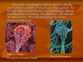 Penicilini se dobijaju iz filtrata kulture plesni
Penicillium notatum i Penicillium chrysogenum. To
su beta laktamski antibiotici koji sprečavaju sintezu
peptidoglikana ćelijskog zida bakterije - što dovodi
do bakteriolize. Prevashodno deluju na Gram
pozitivne bakterije.

Penicillim notatum
Prvi penicilin (Aleksandar Fleming)

Penicillium chrysogenum

 