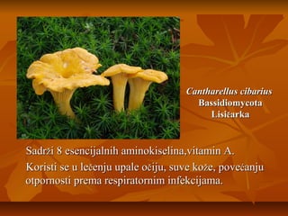 Cantharellus cibarius
Bassidiomycota
Lisičarka

Sadrži 8 esencijalnih aminokiselina,vitamin A.
Koristi se u lečenju upale očiju, suve kože, povećanju
otpornosti prema respiratornim infekcijama.

 