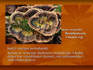 Trametes versicolor
Bassidiomycota
Ćuranov rep

Sadrži značajne polisaharide.
Koristi se za lečenje dijabetesa, reumatizma, lokalno
deluje kao vazodilatator (kreme), ima antitumorsko i
antivirusno dejstvo.

 