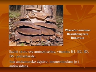 Pleurotus ostreatus
Bassidiomycota
Bukovača

Sadrži skoro sve aminokiseline, vitamine B1, B2, B5,
B6 i polisaharide.
Ima antitumorsko dejstvo, imunostimulans je i
antioksidans.

 