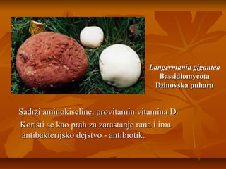 Langermania gigantea
Bassidiomycota
Džinovska puhara

Sadrži aminokiseline, provitamin vitamina D.
Koristi se kao prah za zarastanje rana i ima
antibakterijsko dejstvo - antibiotik.

 