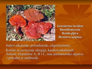 Ganoderma lucidum
Bassidiomycota
Reishi gljiva
Hrastova sjajnica

Sadrži alkaloide, polisaharide, oligoelemente.
Koristi se za lečenje alergija, kardiovaskularnih
bolesti, Hepatitisa A, B i C, ima antitumorsko dejstvo
i prirodni je antibiotik.

 
