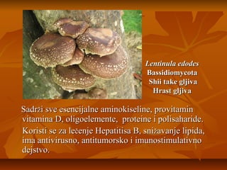 Lentinula edodes
Bassidiomycota
Shii take gljiva
Hrast gljiva

Sadrži sve esencijalne aminokiseline, provitamin
vitamina D, oligoelemente, proteine i polisaharide.
Koristi se za lečenje Hepatitisa B, snižavanje lipida,
ima antivirusno, antitumorsko i imunostimulativno
dejstvo.

 